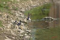 Cjp_2010_05_29_071253 (2).jpg